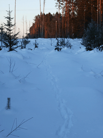 Vargspår. Jakt & Jägares Rävper Andersson hittade spår efter en stor varg vid byvägen. I morgon bitti är vargen lovlig. Trots bojkotten är det en hel del jägare som tänker fälla byvargen.