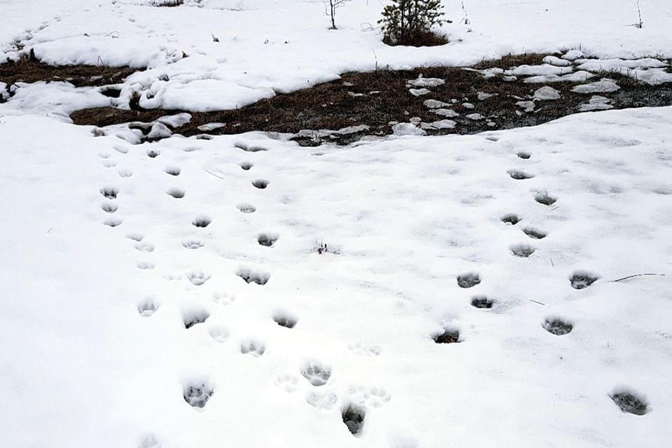 Spår efter varg i Kynnareviret i Hedmark denna vinter.