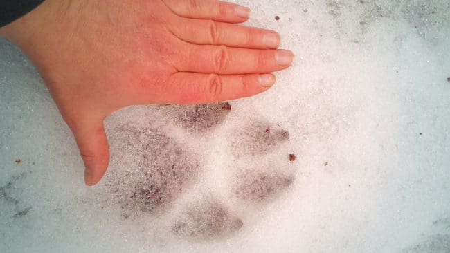 Det har upptäckts spår efter varg i jaktområdet för licensjakten i Värmland och hundar har släppts efter en vargtrio. (Arkivbild)