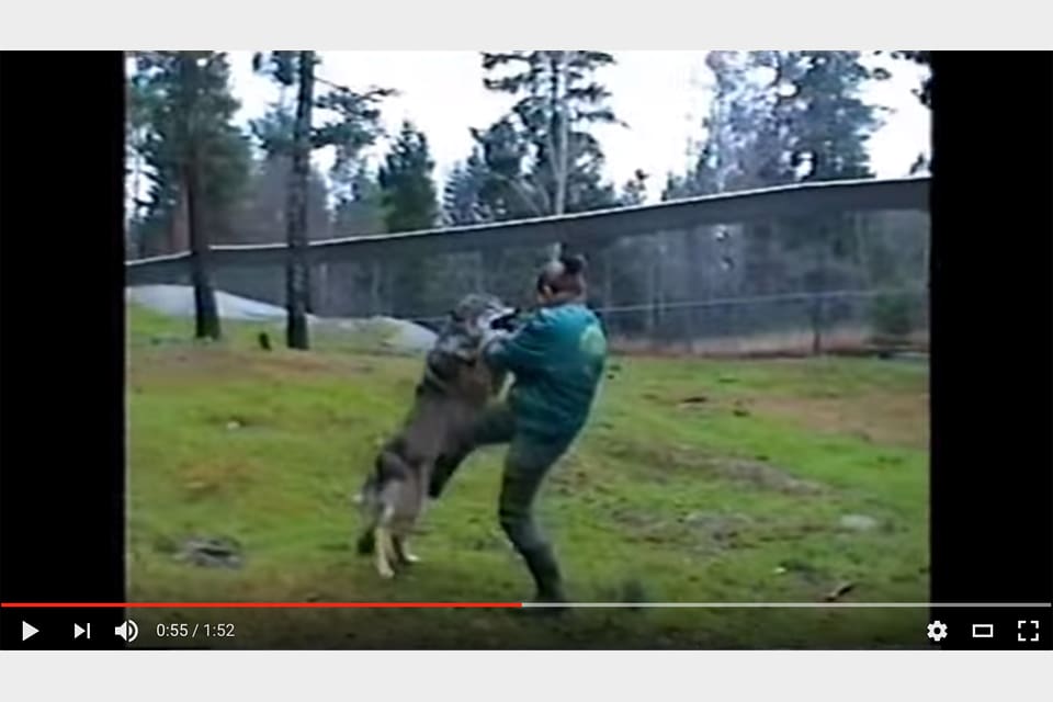 Detta klipp, som publicerats på Youtube och visar hur en djurskötare tvingas sparka en aggressiv varg, används som bevisning mot Kolmården i fallet med den skötare som dödades av varg i hägnet 2012.