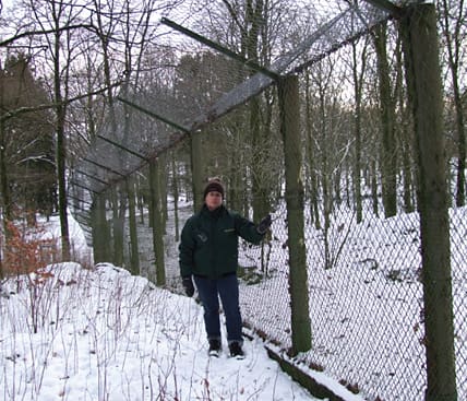 Vargstängslet som inte kunde stoppa vargarna från att ta sig ut ur hägnet inne i Skånes djurpark.