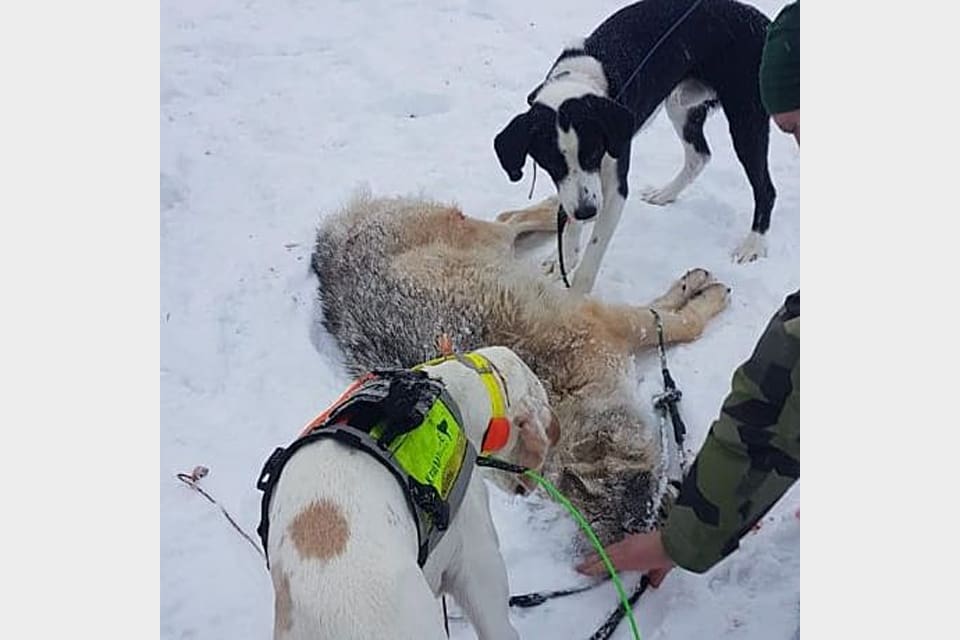 Två av hundarna som sattes in i onsdags för att få den första vargen hos Tåssåsens sameby avlivad med en grovhagelsalva från en helikopter.