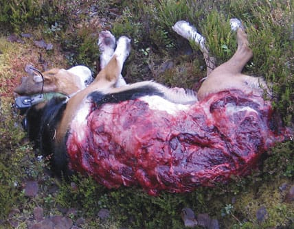 Vargtagen stövare. Smålands stövarklubb vill inte se sina hundar attackerade av varg och kräver en konsekvensanalys innan vargar flyttas till området. Klubben pekar bland annat på att vargar kan sprida dvärgbandmask.