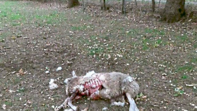 Nytt vargangrepp i Pinneberg. Allt fler får i den tyska delstaten Schleswig-Holstein tas av vargar. Kvinnliga fårägare står bakom Medborgarinitiativet för vargfria byar och hoppas på att vargjakt ska tillåtas.