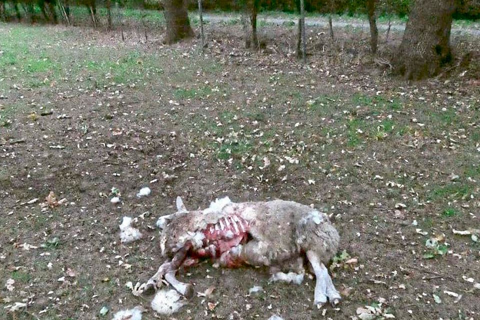 Nytt vargangrepp i Pinneberg. Allt fler får i den tyska delstaten Schleswig-Holstein tas av vargar. Kvinnliga fårägare står bakom Medborgarinitiativet för vargfria byar och hoppas på att vargjakt ska tillåtas.