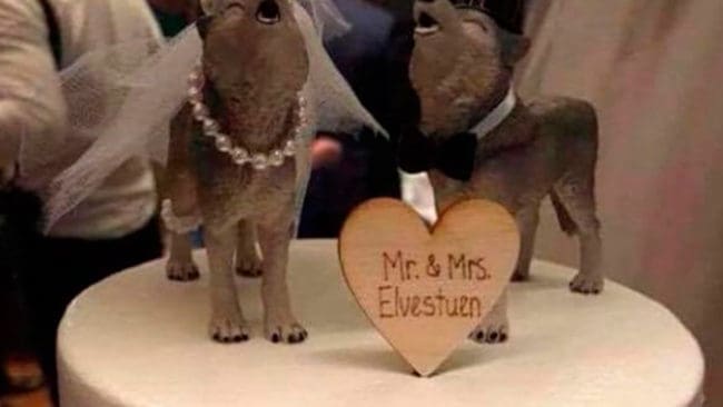 Den norska miljöministerns bröllopstårta pryddes av ett ylande vargpar. Det har fått både politiker och företrädare får den vargdrabbade fårnäringen att storma.