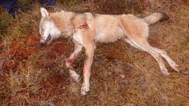 18 av de 22 döda vargarna i Norge har fällts under licens- och skyddsjakt.