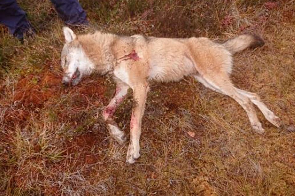 18 av de 22 döda vargarna i Norge har fällts under licens- och skyddsjakt.