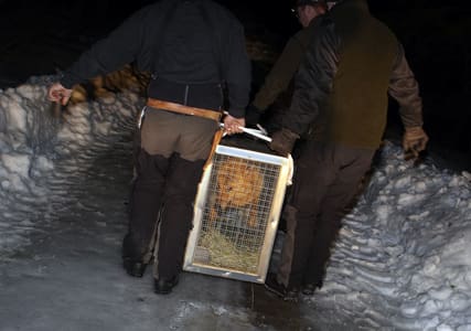 På väg att slå sig ned? Den finsk-ryska vargtikens rörelsemönster gör att vargforskare inte utesluter att hon är på väg att bilda revir öster om Särna. Bilden togs strax innan hon planterades ut i Kilsbergen i Örebro i mars.