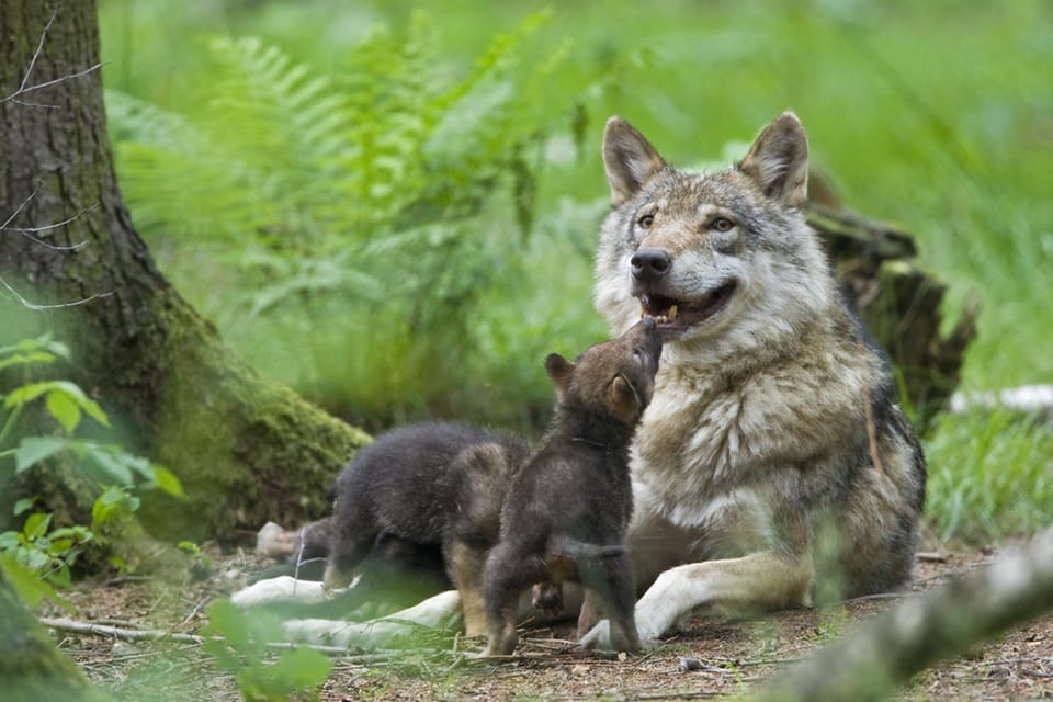 Jägare mordhotas för att låta bli att jaga de varghybrider som för några månader sedan föddes i Tyskland. (Arkivbild)