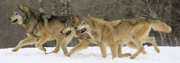 Dags att avreglera den statliga vargstammen? Lägg ut rovdjursförvaltningen på koncession till lämpliga markägare, som skogsbolag. Då kan vargstammen flyttas till stora inhägnade koncessionsområden, föreslås det i ett debattutspel.