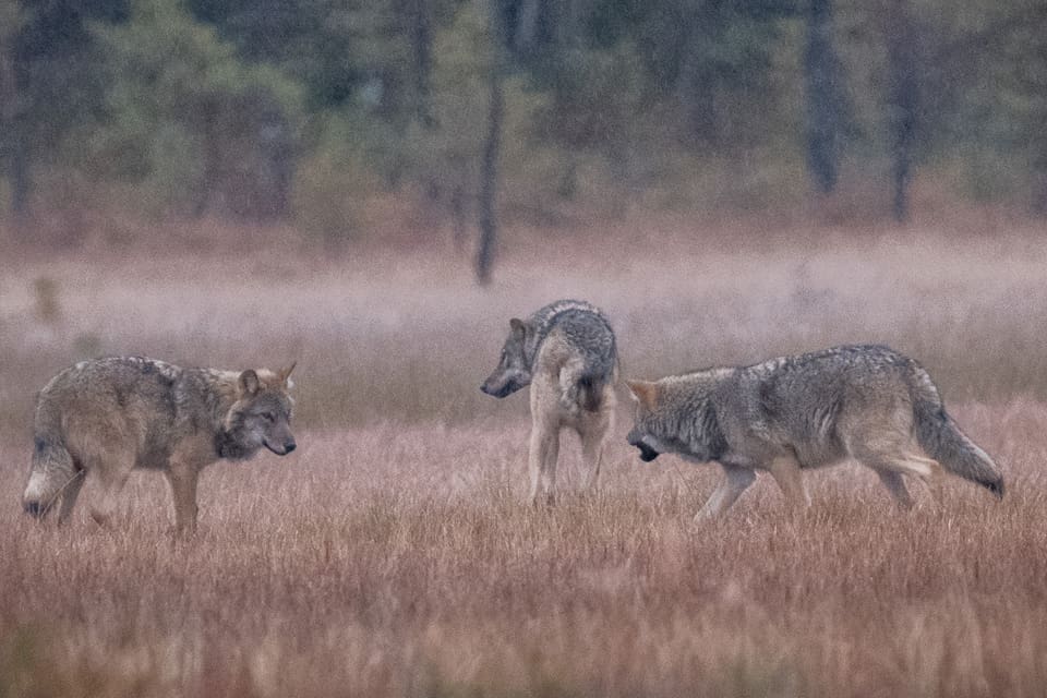En flock på cirka fem vargar vid bebyggelse utanför Åbo i Finland har skrämts bort av SRVA-jägare som jobbar på uppdrag av polisen. Bortstötningsinsatsen pågick till klockan tre på morgonen. (Arkivbild)