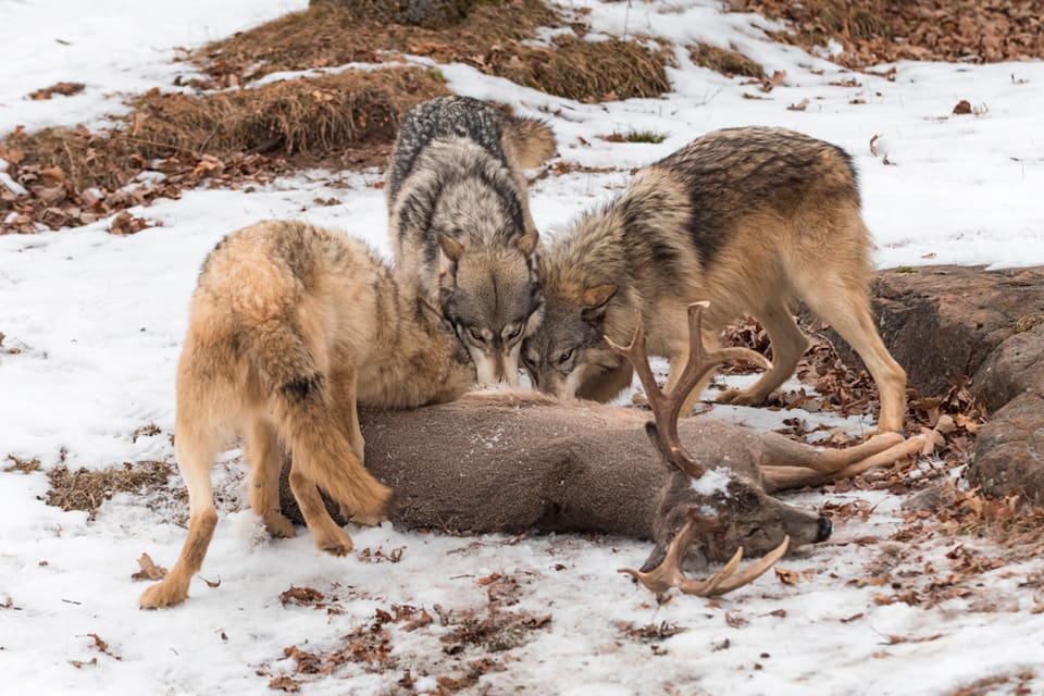 Via jaktkortsavgiften betalar jägare för att bland annat 2,2 miljoner kronor satsas på vargforskning i år och 2020. En fråga som forskarna ska skärskåda är ”orsaker till den senaste tidens stagnation i populationstillväxt” när det gäller vargstammen.
