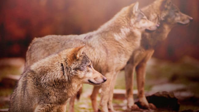 EU har fått en rapport från Naturvårdsverket om att Sverige ska ha minst 300 vargar för att leva upp till EU:s art- och habitatdirektiv.