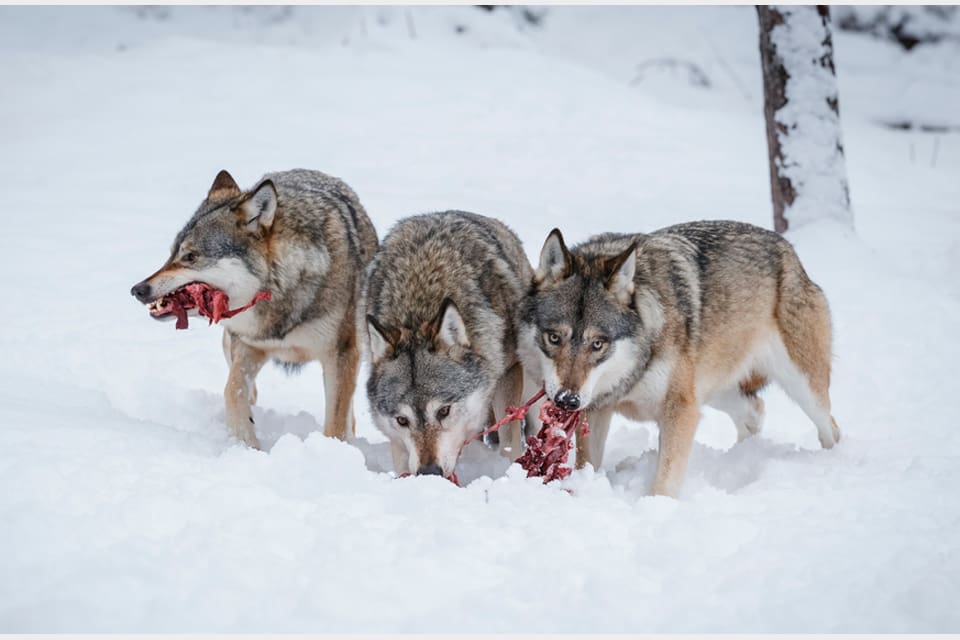 Spårare som bandade med hund upptäckte flera vargar som åt på en älgkviga. Därmed kunna en årsvalp i Rackstad-flocken skjutas. (Arkivbild)