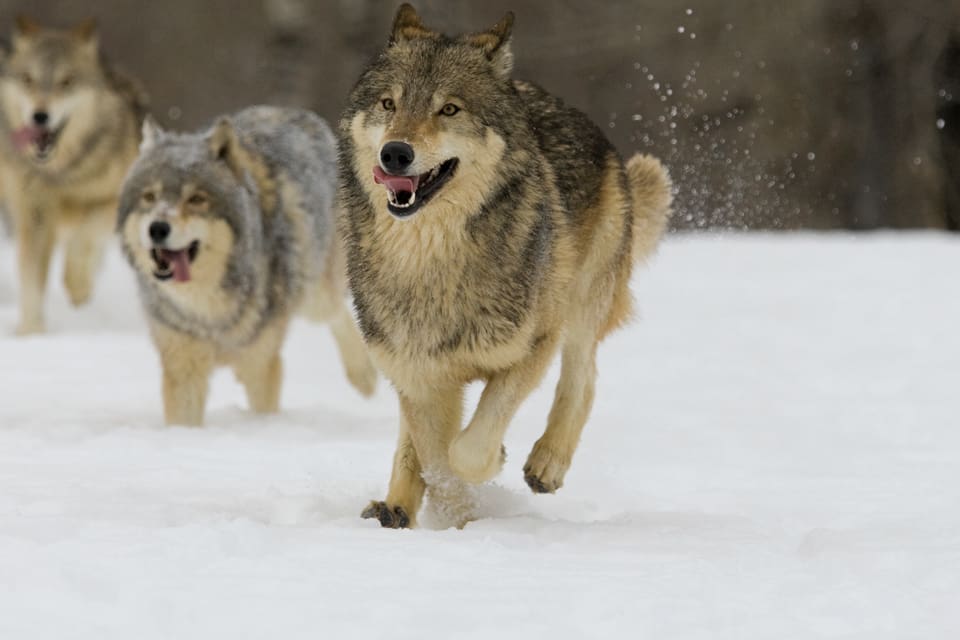 Vargarna som spårades in i Kindlareviret i Örebro län idag lyckades smita förbi de 36 utsatta skyttarna. (Arkivbild)