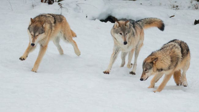 Utebliven vargjakt gör att jägare i Letala i Finland bojkottar både rapporteringar och inventeringar när det gäller rovdjur.