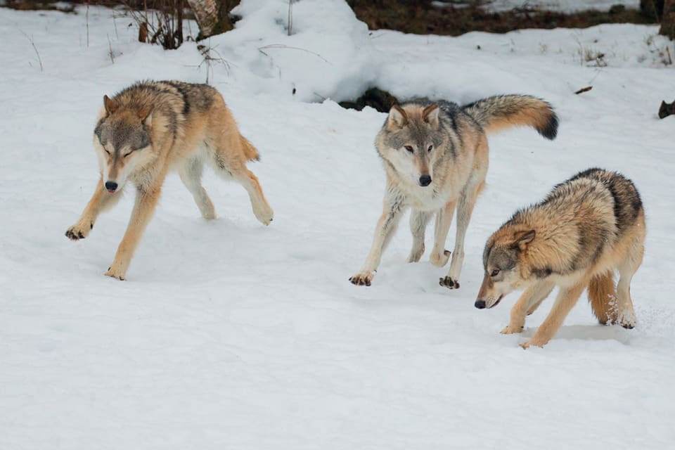 Utebliven vargjakt gör att jägare i Letala i Finland bojkottar både rapporteringar och inventeringar när det gäller rovdjur.