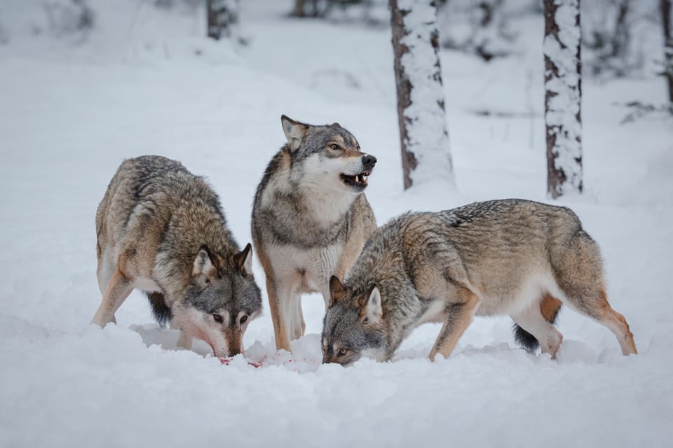 Naturvernforbundet i Norge vill inte gå med på att vargjakten utanför vargzonen förlängs till sista april. Vargjakten bör sluta den 15 februari, som i Sverige, anser förbundet.