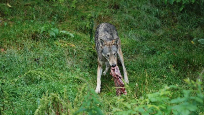 Tyska myndigheter vill förhindra att frilevande varg utfodras för att kunna fotograferas.