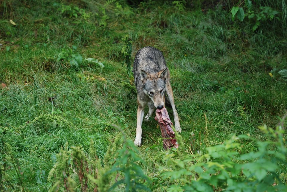 Tyska myndigheter vill förhindra att frilevande varg utfodras för att kunna fotograferas.