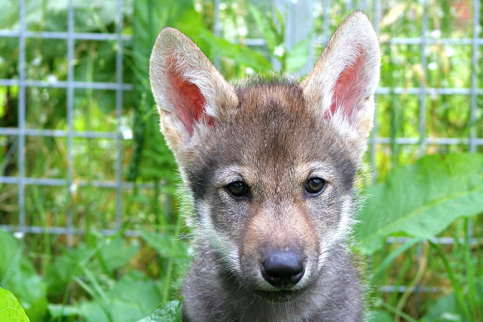 Vargvalpen Flea, en av de valpar som forskarna har studerat för att se skillnader och likheter i beteende mellan hundar och vargar.
