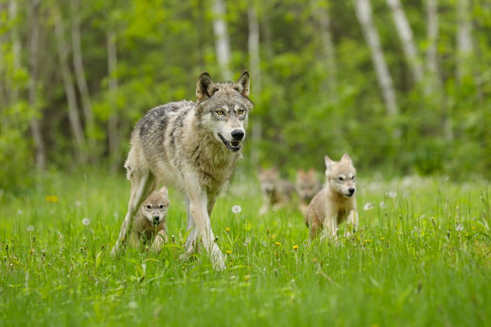 De sex vargvalparna i Danmark beräknas vara 1,5 månad. (arkivbild)