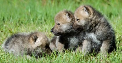 Forskare tror inte på flytt. Skandulvs håller för troligt att knappt någon av flyttvargens valpar överlever tills de ska bilda eget revir, om de adopteras bort.
