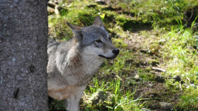 Djurrättsorganisationen Noah i Norge anser att skadade vargar ska få vård.