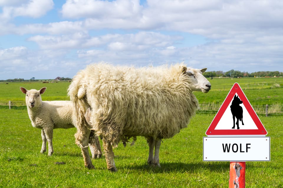 Vargen är en mycket större konfliktrisk i skogsfattiga Schleswig-Holstein än i andra förbundsländer, anser CDU.