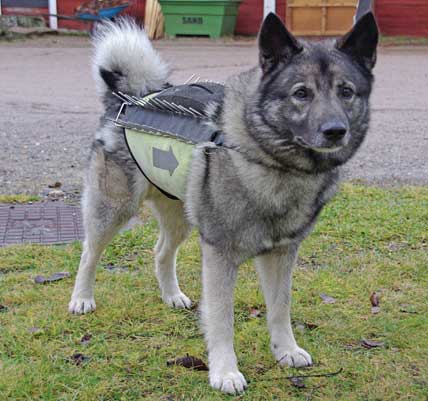 Så här ser västen ut. Den har fyra lager kevlar och fyra lager ballistisk nylon samt ett spikband på ryggen som ska avskräcka en varg som försöker bita hunden över ryggen.