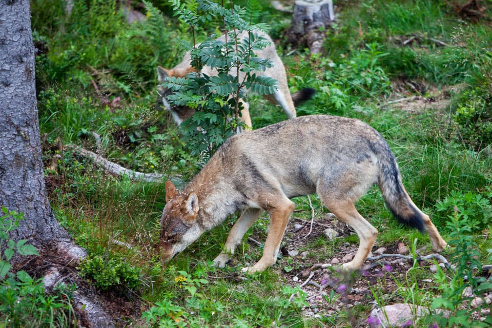 Minst åtta får dödades vid vargattacken i Vindelns kommun.