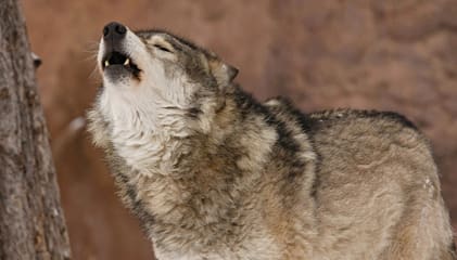 Regeringen låter Naturvårdsverket avgöra hur många vargar det ska finnas i Sverige. Flera aktörer kritiserar att det är tjänstemän på Naturvårdsverket som får avgöra en brännhet politisk fråga.