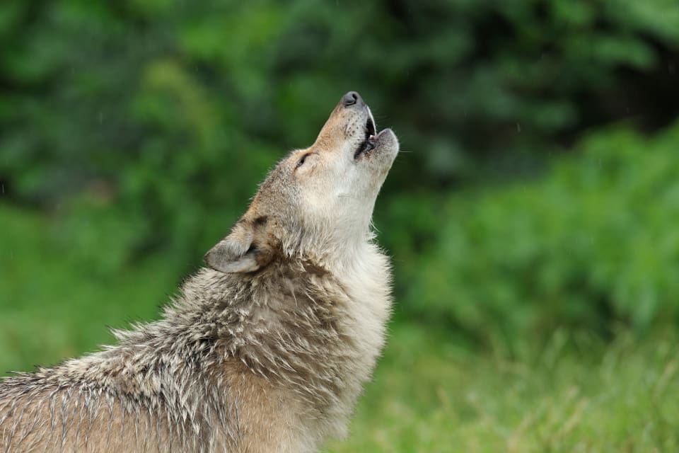 De tre kommunerna förutsätter att Naturvårdsverket kommer att lyssna på deras synpunkter och ändra sitt beslut om minst en vargföryngring i Jämtlands län.