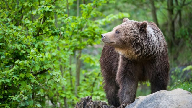 288 björnar har skjutits under årets björnjakt.