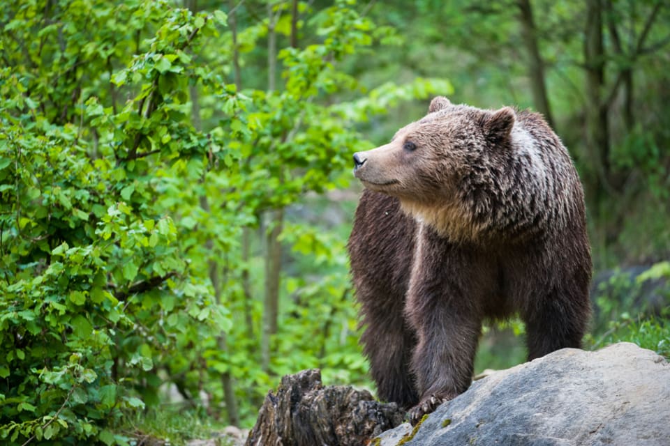 288 björnar har skjutits under årets björnjakt.