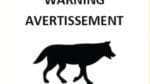 Ett varningsmeddelande om den oskygga vargtiken har publicerats på Parks Canadas webbplats.