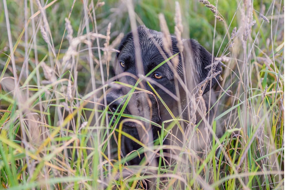 I den tyska staden Kirchzarten slopas hundskatt för jakthundsägare som har eftersökshundar.
