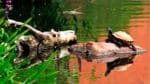 Mårdhundsprojektets jägare har misslyckats med att fånga och avliva vattensköldpaddan i Skitviken i Västerås. Jägarna har sett en vattensköldpadda en gång, men nu är den försvunnen.