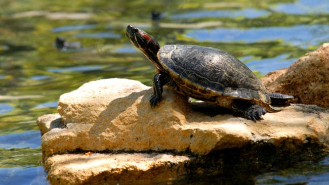 Vattensköldpaddan är ett populärt husdjur i många delar av världen, men utsläppt i naturen kan den bli ett hot för andra vattenlevande växter och djur.