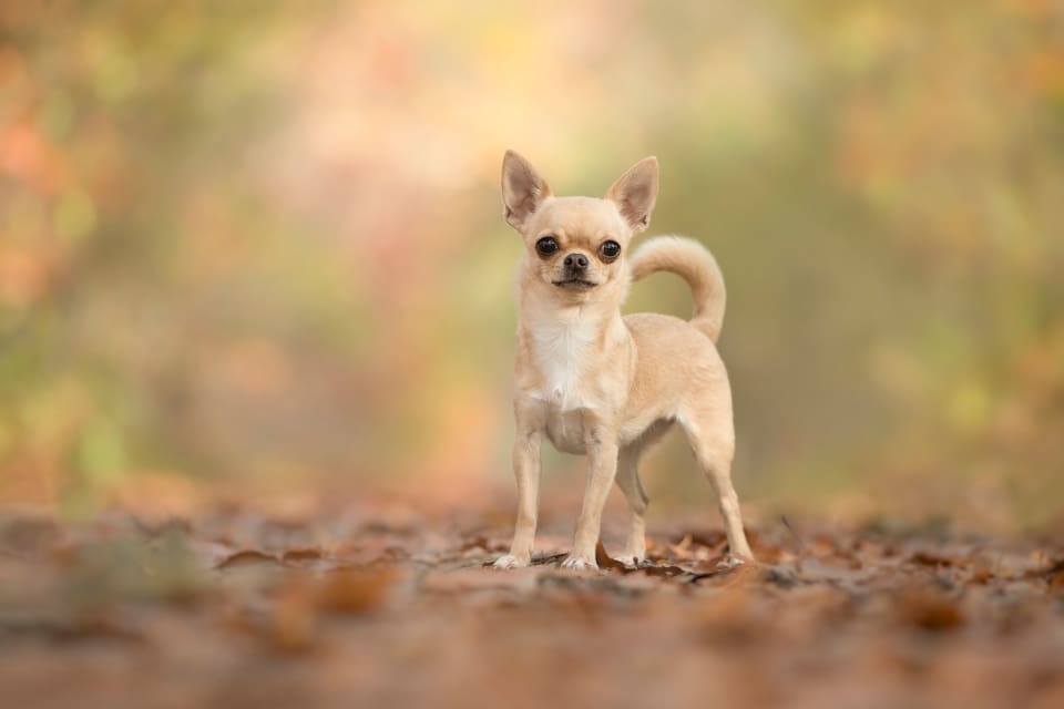 En person har berättat att hen har sett en räv med vad som kan ha varit chihuahuan Buster i munnen. (arkivbild)