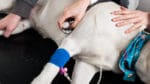 Hittills har minst 173 fall av blodig diarré hos hundar rapporterats av norska veterinärer sedan den 1 augusti.