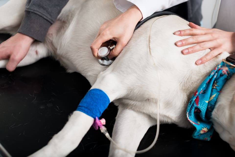 Hittills har minst 173 fall av blodig diarré hos hundar rapporterats av norska veterinärer sedan den 1 augusti.