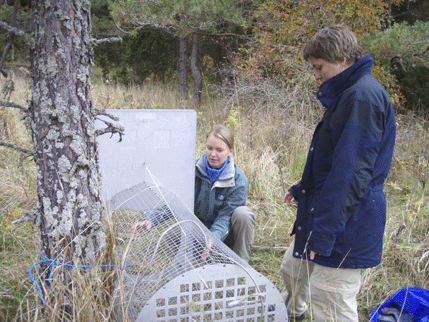 Åsa Fahlman från SVA och länsstyrelsens Hanna Dittrich Söderman gillrar fällan som användes vid infångandet av loungarna.