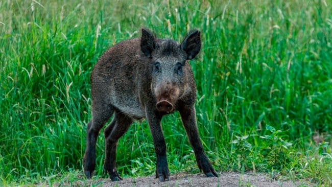 Utrotningskampanjen innebär att det hittills i år dödats 41 vildsvin i Danmark. Uppskattningsvis finns det uppåt 150 vildsvin på Jylland. Jakten sker bland annat vid 60 åtelplatser med belysning.