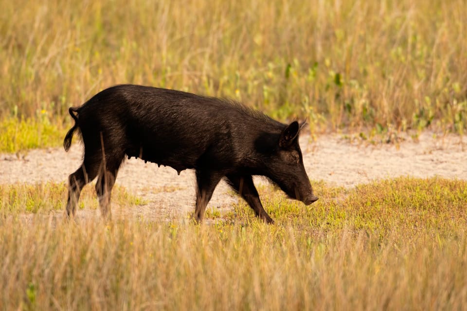 Reglerna kring jakt på vilda grisar i Oklahoma ska stramas åt.