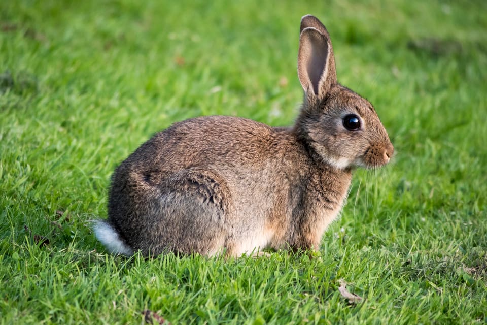 Vilda kaniner förstör trädgårdar i Stora Hult, Båstad och nu efterlyser de boende skyddsjakt.