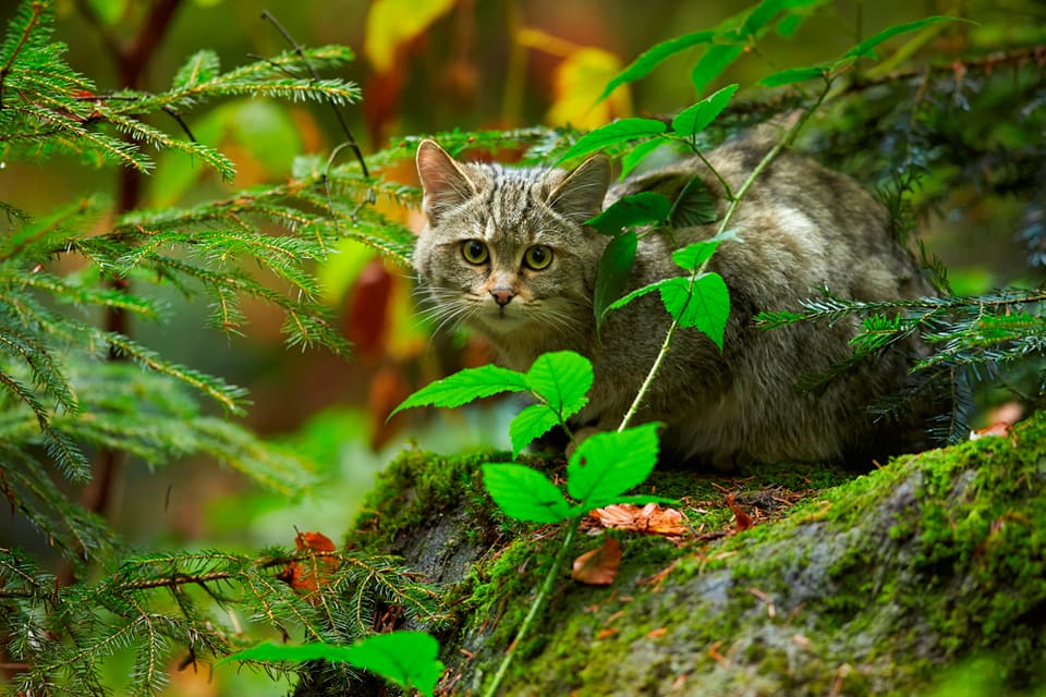 Det beräknas finns närmare 7 000 vildkatter (Felis silvestris) i Tyskland och antalet vildkatter ökar.