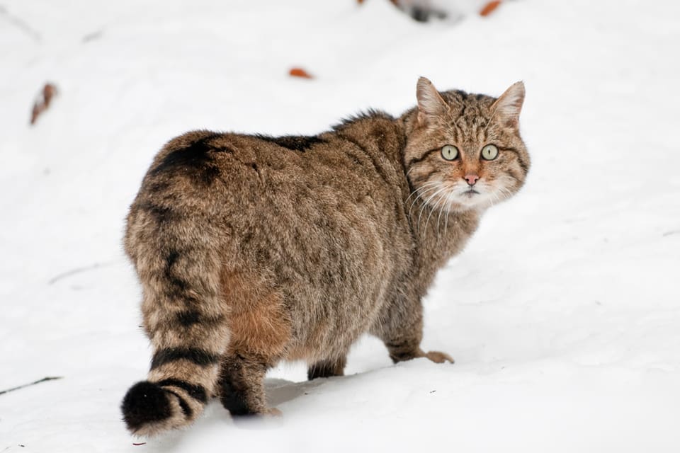 En europeisk vildkatt har fastnat på bild i Bayern. Nu ska man DNA-testa kattens pälsstrån.(Arkivbild)