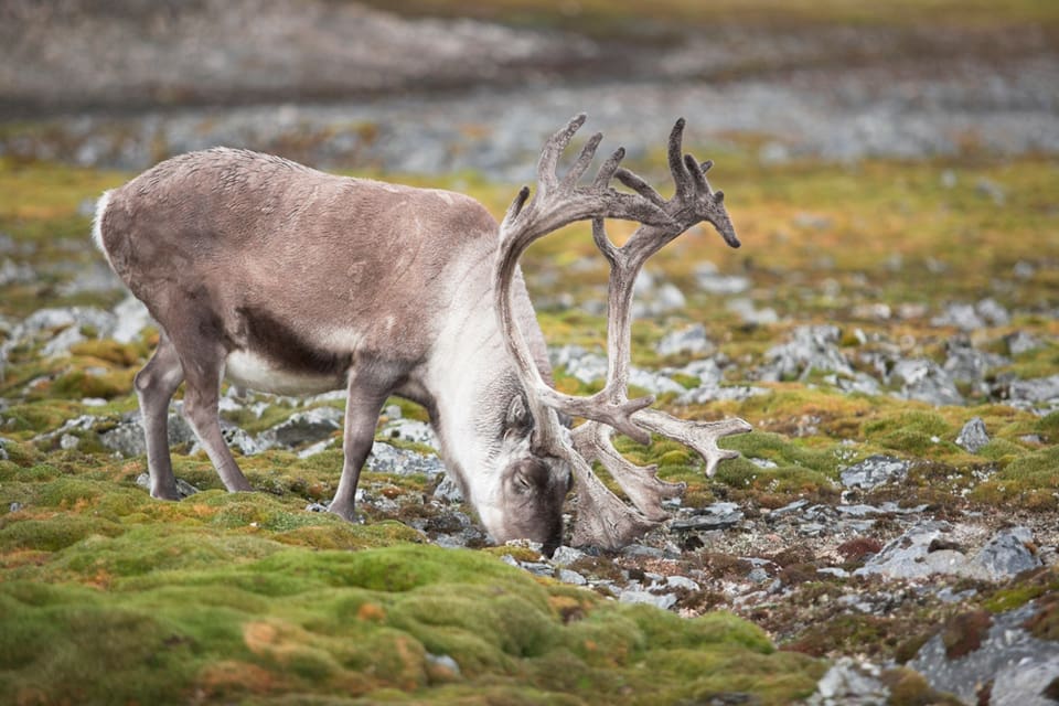 Det femte kända fallet av CWD har upptäckts hos ren i norska Nordfjella.